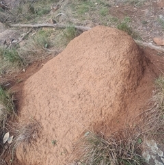 Nasutitermes exitiosus (Snouted termite, Gluegun termite) at Ainslie, ACT - 14 Jun 2024 by AaronClausen