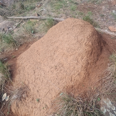 Nasutitermes exitiosus (Snouted termite, Gluegun termite) at Ainslie, ACT - 14 Jun 2024 by DonFletcher