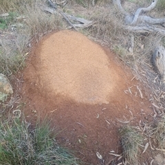 Nasutitermes exitiosus (Snouted termite, Gluegun termite) at Ainslie, ACT - 14 Jun 2024 by AaronClausen