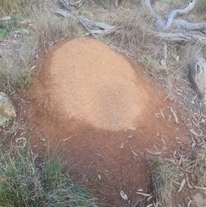 Nasutitermes exitiosus at Ainslie, ACT - 14 Jun 2024