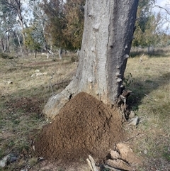 Nasutitermes exitiosus (Snouted termite, Gluegun termite) at Hackett, ACT - 14 Jun 2024 by AaronClausen