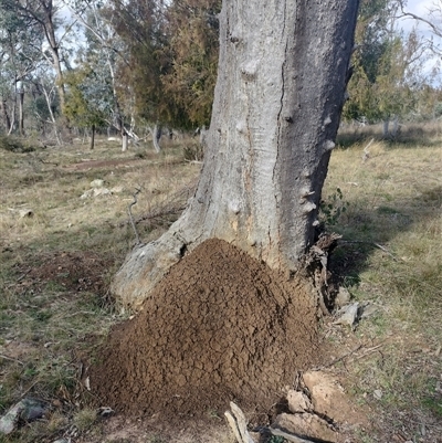 Nasutitermes exitiosus (Snouted termite, Gluegun termite) at Hackett, ACT - 14 Jun 2024 by DonFletcher