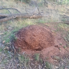 Nasutitermes exitiosus (Snouted termite, Gluegun termite) at Ainslie, ACT - 14 Jun 2024 by AaronClausen