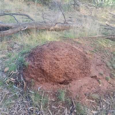 Nasutitermes exitiosus (Snouted termite, Gluegun termite) at Ainslie, ACT - 14 Jun 2024 by AaronClausen