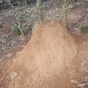 Nasutitermes exitiosus at Ainslie, ACT - 14 Jun 2024