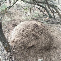 Nasutitermes exitiosus (Snouted termite, Gluegun termite) at Watson, ACT - 14 Jun 2024 by DonFletcher