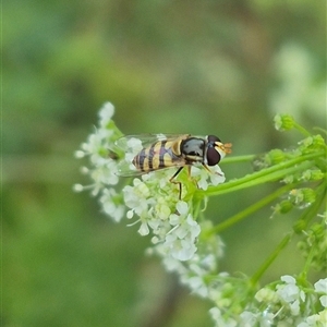 Simosyrphus grandicornis at Bungendore, NSW - 17 Nov 2024