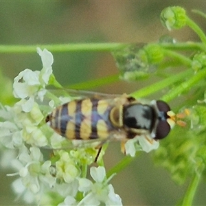 Simosyrphus grandicornis at Bungendore, NSW - 17 Nov 2024