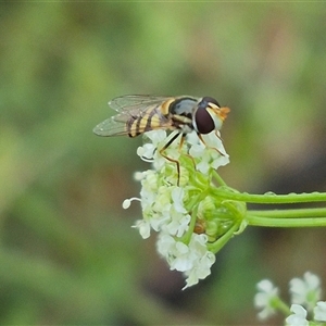 Simosyrphus grandicornis at Bungendore, NSW - 17 Nov 2024