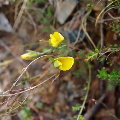 Gompholobium huegelii (pale wedge–pea) at Booth, ACT - 15 Nov 2024 by JimL