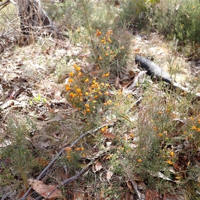 Mirbelia oxylobioides (Mountain Mirbelia) at Booth, ACT - 16 Nov 2024 by JimL