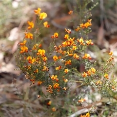 Mirbelia oxylobioides at Booth, ACT - 16 Nov 2024 09:24 AM