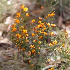 Mirbelia oxylobioides at Booth, ACT - 16 Nov 2024