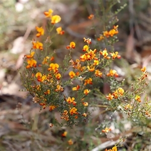 Mirbelia oxylobioides at Booth, ACT - 16 Nov 2024 09:24 AM