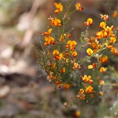 Mirbelia oxylobioides at Booth, ACT - 16 Nov 2024