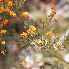 Mirbelia oxylobioides at Booth, ACT - 16 Nov 2024 09:24 AM