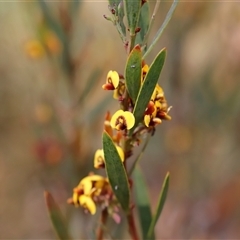 Daviesia mimosoides (Bitter Pea) at Booth, ACT - 15 Nov 2024 by JimL