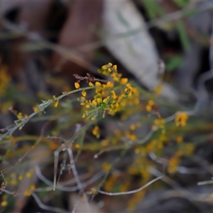 Mirbelia oxylobioides at Booth, ACT - 16 Nov 2024 09:34 AM