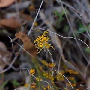 Mirbelia oxylobioides at Booth, ACT - 16 Nov 2024 09:34 AM