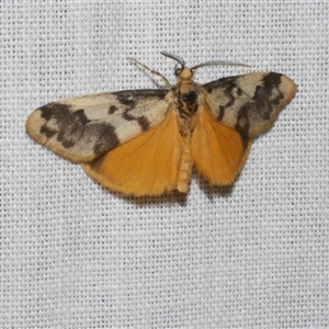 Anestia ombrophanes at Freshwater Creek, VIC - 17 Nov 2024 01:55 AM