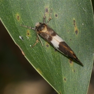 Anestia semiochrea at Freshwater Creek, VIC - 16 Nov 2024