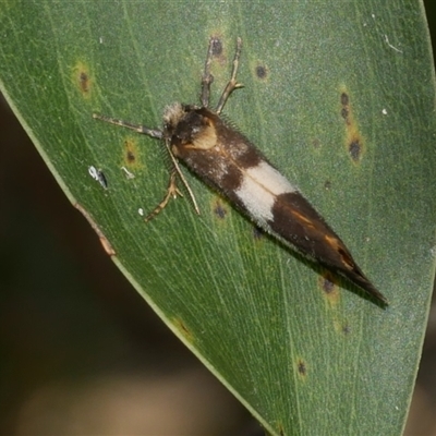 Anestia semiochrea (Marbled Footman) at Freshwater Creek, VIC - 16 Nov 2024 by WendyEM