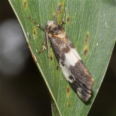 Anestia semiochrea at Freshwater Creek, VIC - 16 Nov 2024