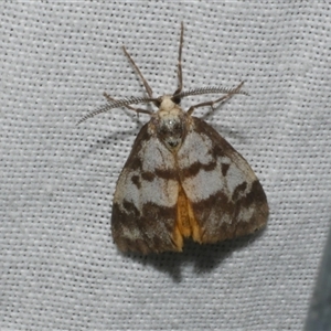 Anestia ombrophanes at Freshwater Creek, VIC - 17 Nov 2024