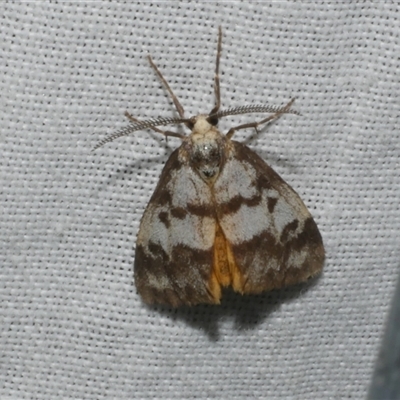 Anestia ombrophanes (Anestia ombrophanes) at Freshwater Creek, VIC - 16 Nov 2024 by WendyEM