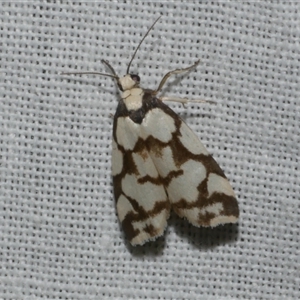 Chiriphe dichotoma at Freshwater Creek, VIC - 17 Nov 2024