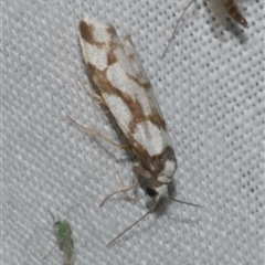 Chiriphe dichotoma at Freshwater Creek, VIC - 17 Nov 2024 03:13 AM