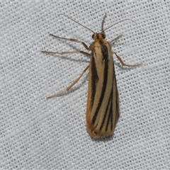 Phaeophlebosia furcifera (Forked Footman) at Freshwater Creek, VIC - 17 Nov 2024 by WendyEM