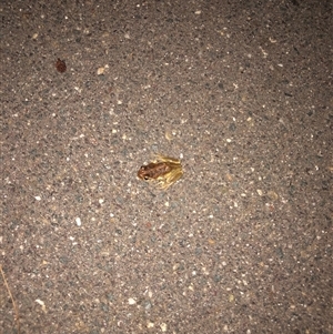 Litoria verreauxii verreauxii at Dunlop, ACT - 17 Nov 2024