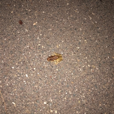 Litoria verreauxii verreauxii (Whistling Tree-frog) at Dunlop, ACT - 17 Nov 2024 by ploffskinpluffskin