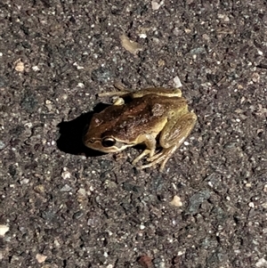 Litoria verreauxii verreauxii at Dunlop, ACT - 17 Nov 2024 08:38 PM