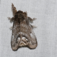 Euproctis marginalis (Margined Browntail Moth) at Freshwater Creek, VIC - 16 Nov 2024 by WendyEM