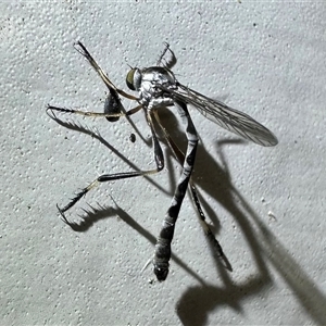 Leptogaster sp. (Thin-tailed robber fly) at Ainslie, ACT by Pirom