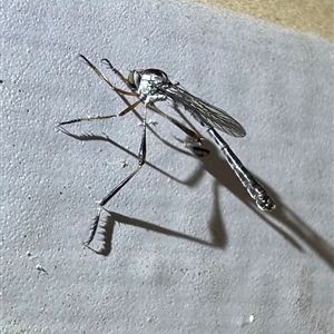 Leptogaster sp. at Ainslie, ACT - 6 Nov 2024