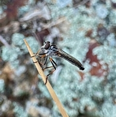 Cerdistus varifemoratus (Robber fly) at Ainslie, ACT - 16 Nov 2024 by Pirom