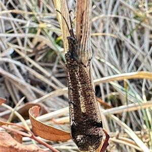 Glenoleon pulchellus (Antlion lacewing) at Ainslie, ACT by Pirom