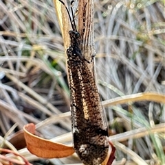 Glenoleon pulchellus at Ainslie, ACT - 16 Nov 2024