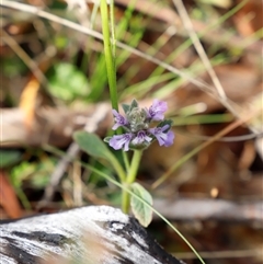 Ajuga australis (Austral Bugle) at Booth, ACT - 15 Nov 2024 by JimL