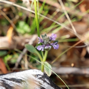 Ajuga australis at Booth, ACT - 16 Nov 2024