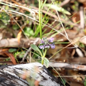 Ajuga australis at Booth, ACT - 16 Nov 2024