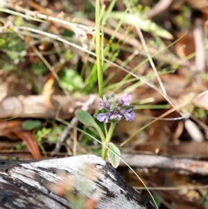 Ajuga australis at Booth, ACT - 16 Nov 2024