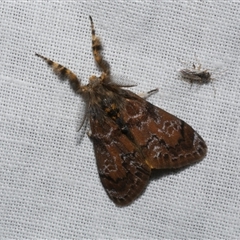 Orgyia anartoides (Painted Apple Moth) at Freshwater Creek, VIC - 17 Nov 2024 by WendyEM