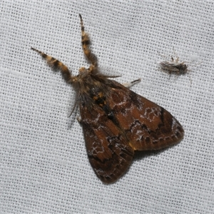 Orgyia anartoides (Painted Apple Moth) at Freshwater Creek, VIC by WendyEM