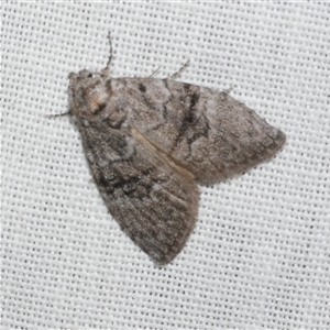 Uraba lugens (Gumleaf Skeletonizer) at Freshwater Creek, VIC by WendyEM