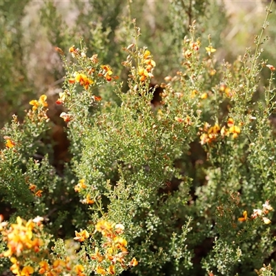 Mirbelia oxylobioides (Mountain Mirbelia) at Booth, ACT - 16 Nov 2024 by JimL