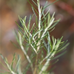 Ozothamnus thyrsoideus (Sticky Everlasting) at Booth, ACT - 16 Nov 2024 by JimL